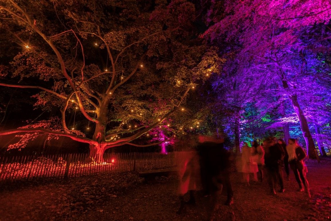 Lit tree canopies above the route