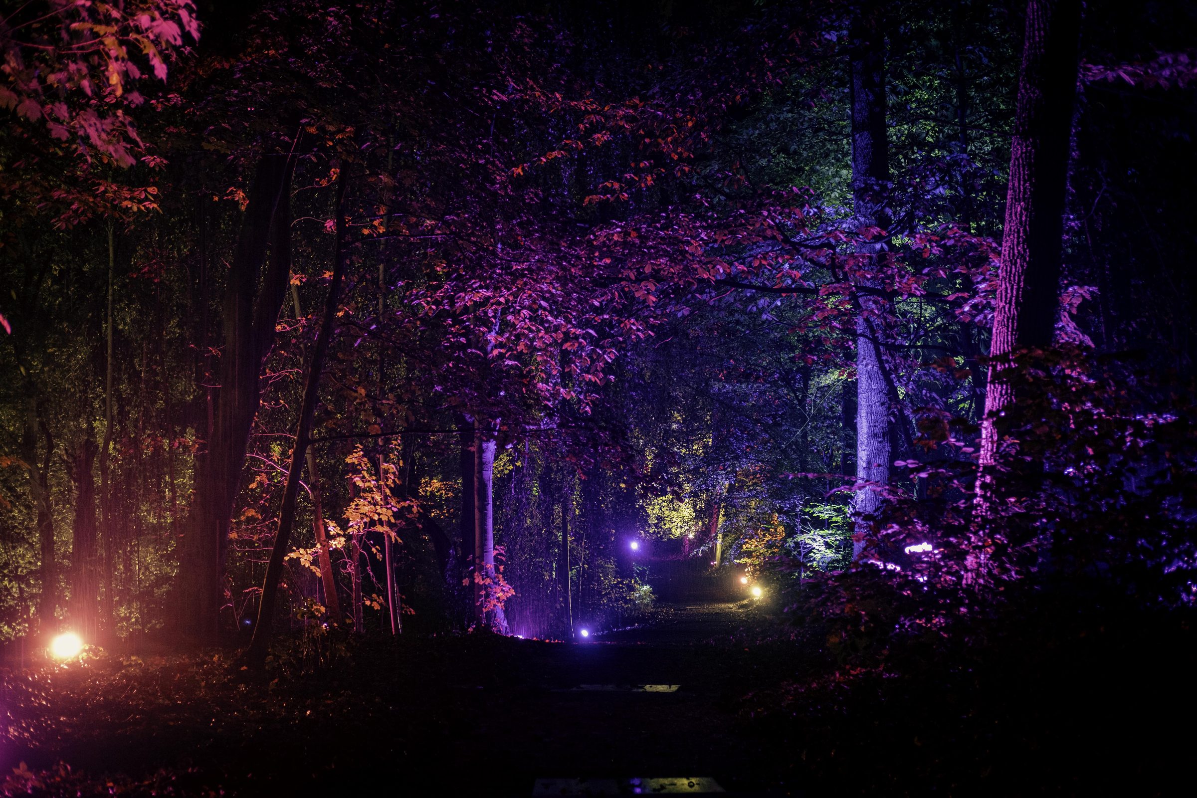 The lit route through the woods